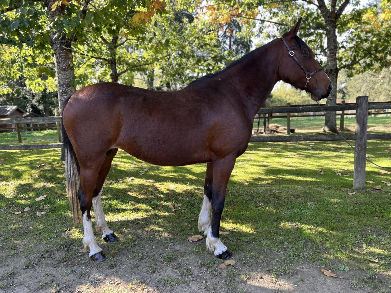 Cavalla Origine Non Constatata In vendita 2018 Pezzato