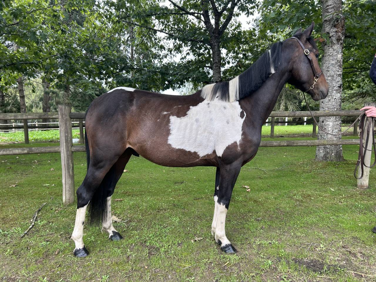 Castrone Origine Non Constatata In vendita 2022 Pezzato