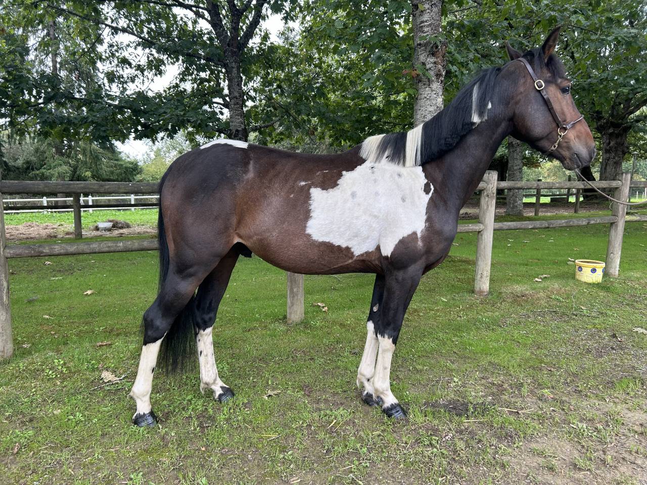 Castrone Origine Non Constatata In vendita 2022 Pezzato