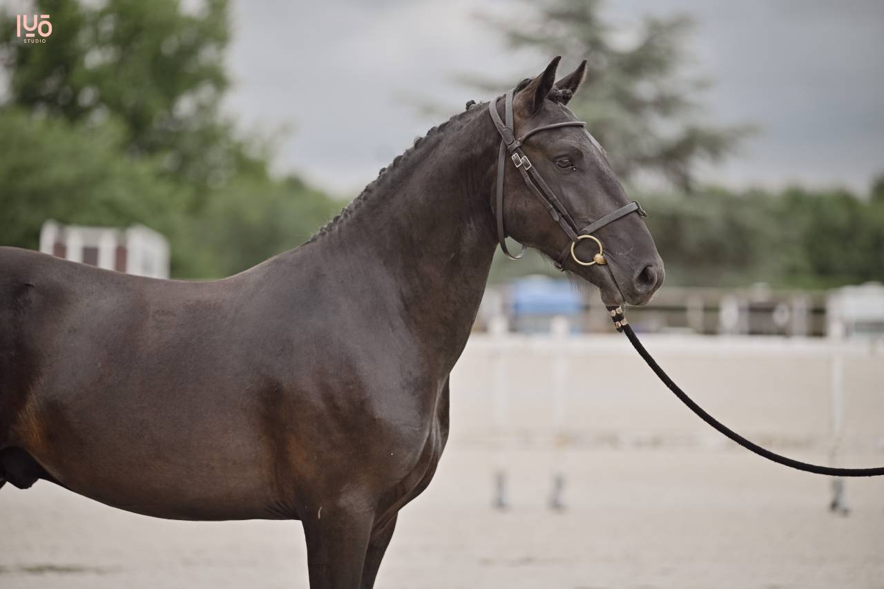 Intero Origine non conosciuta  In vendita 2023 Nero