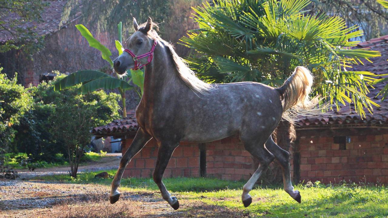 Castrone Arabo In vendita 2022 Grigio