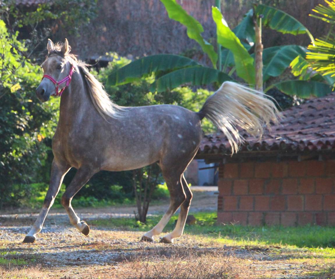 Castrone Arabo In vendita 2022 Grigio