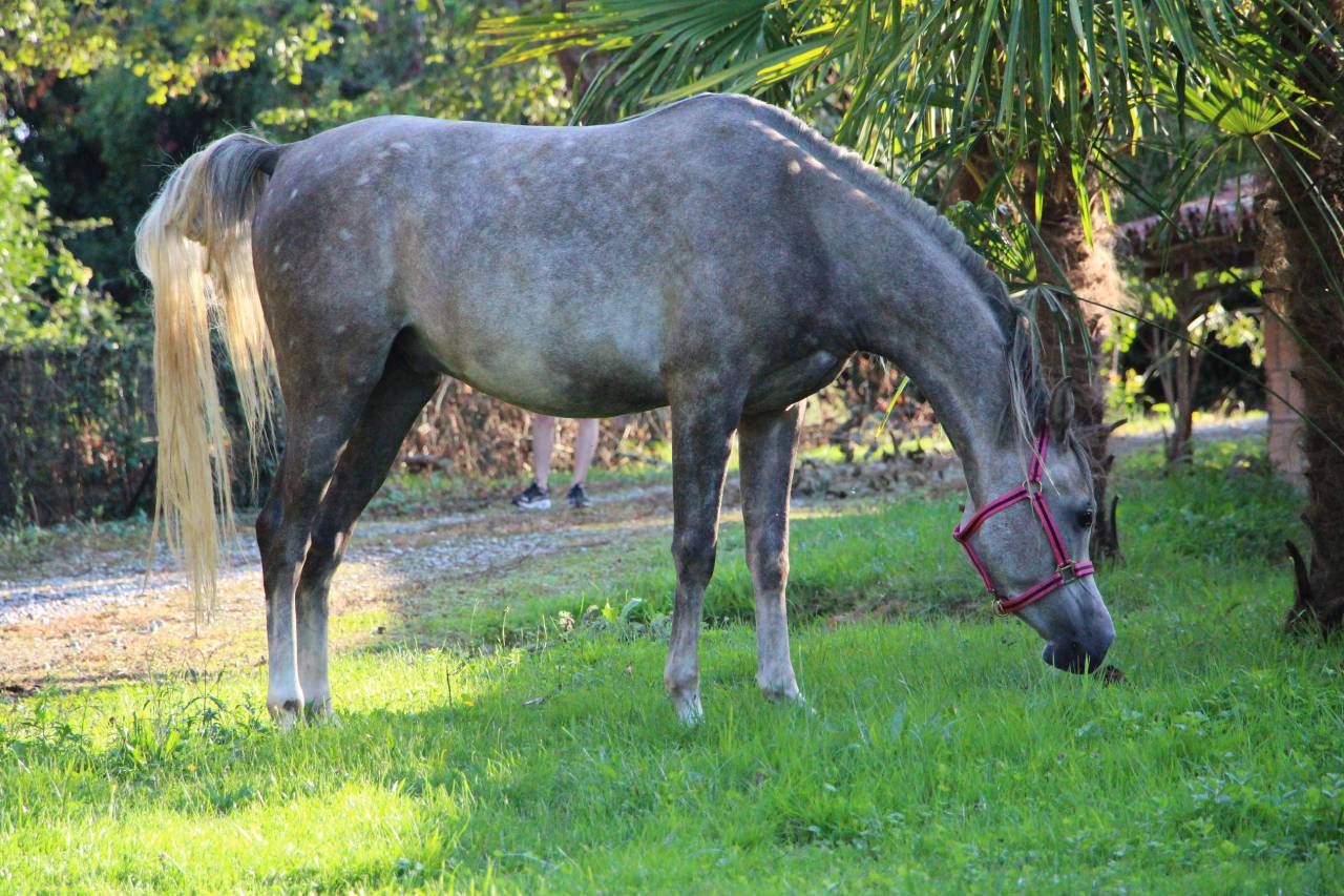 Castrone Arabo In vendita 2022 Grigio