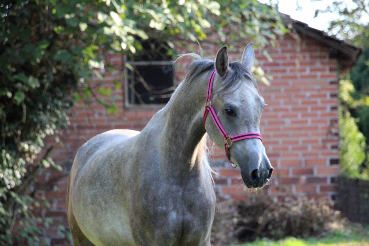 Castrone Arabo In vendita 2022 Grigio