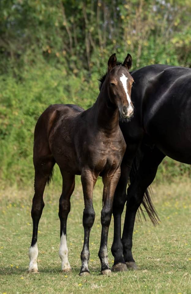 Puledra Cavallo da Sport Germano In vendita 2024 Baio scuro ,  Follow up