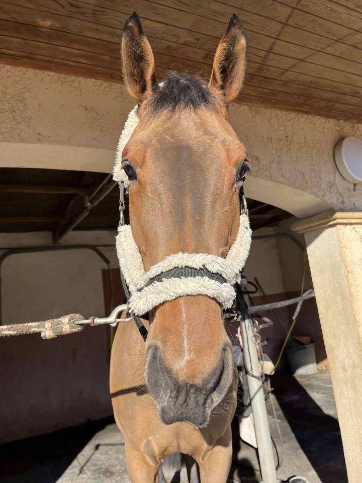 Cavalla Sella Francese In vendita 2012 Baio ,  EPSOM GESMERAY