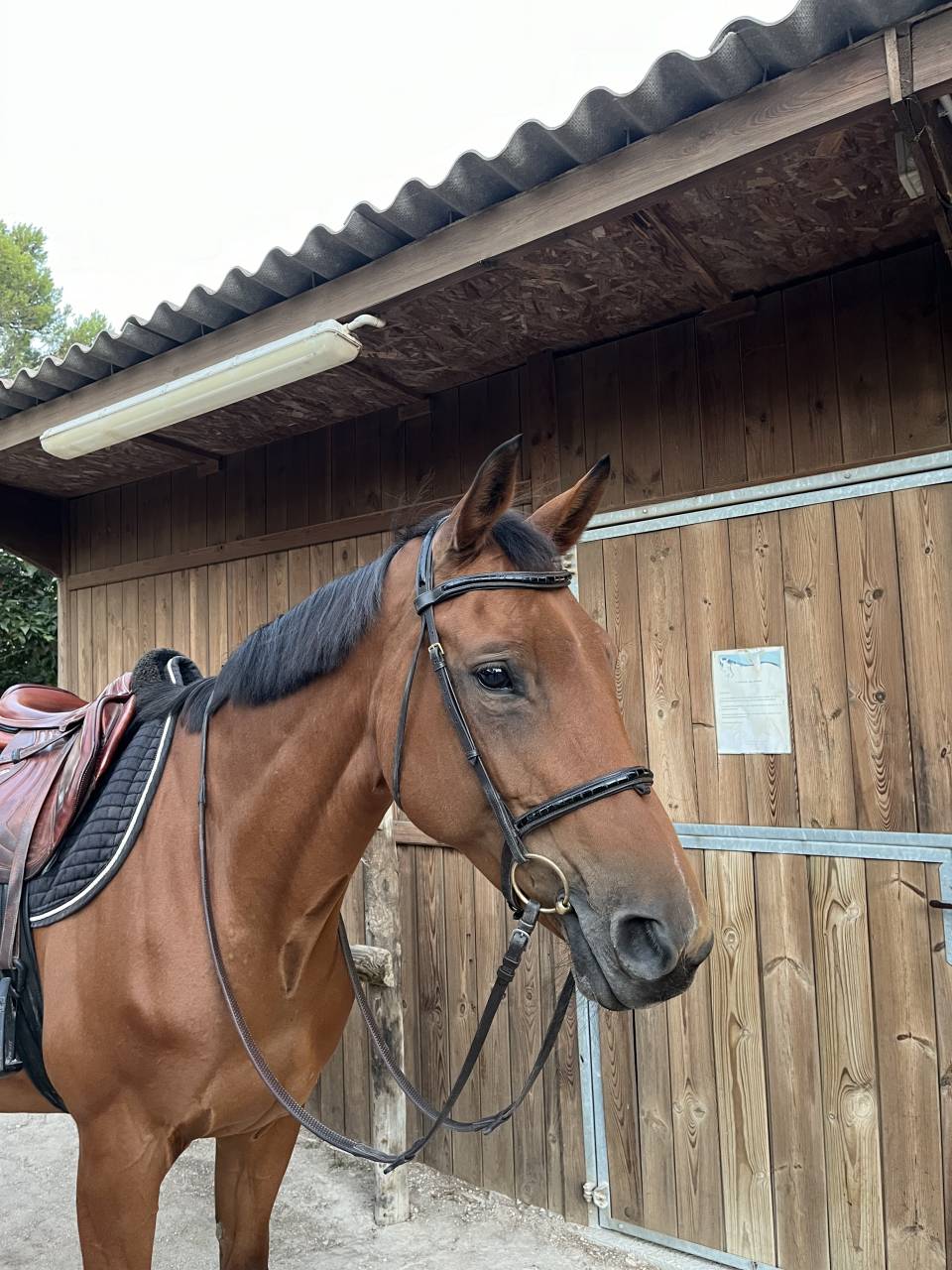 Cavalla Sella Francese In vendita 2012 Baio ,  EPSOM GESMERAY