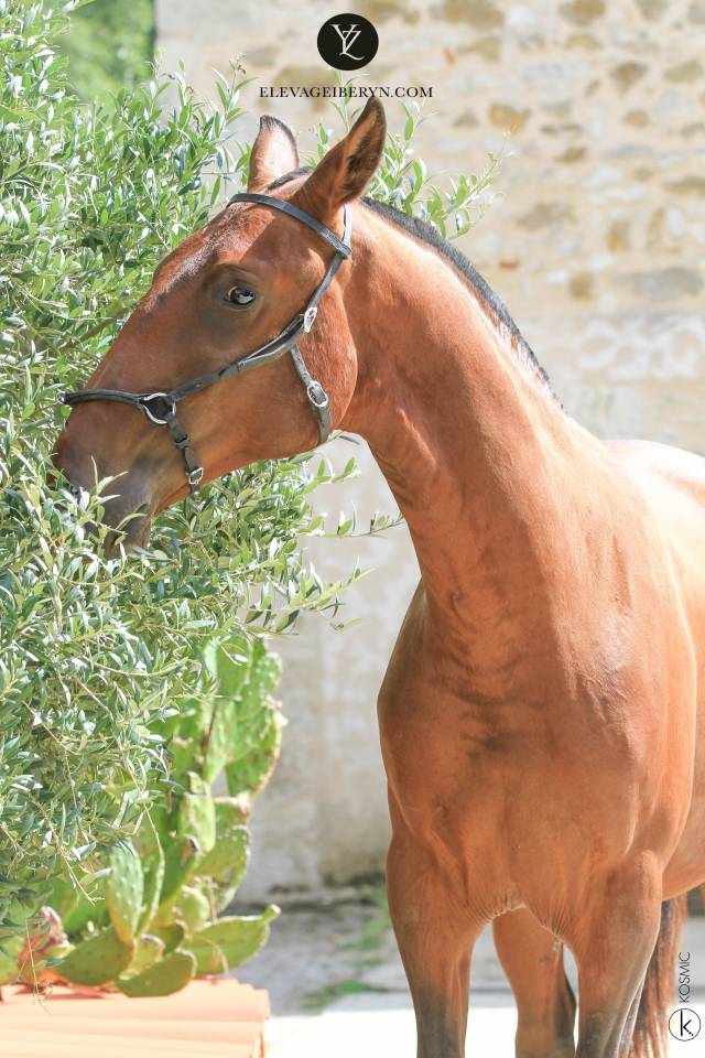 Intero Lusitano In vendita 2024 Baio scuro ,  XEQUE MATE RT