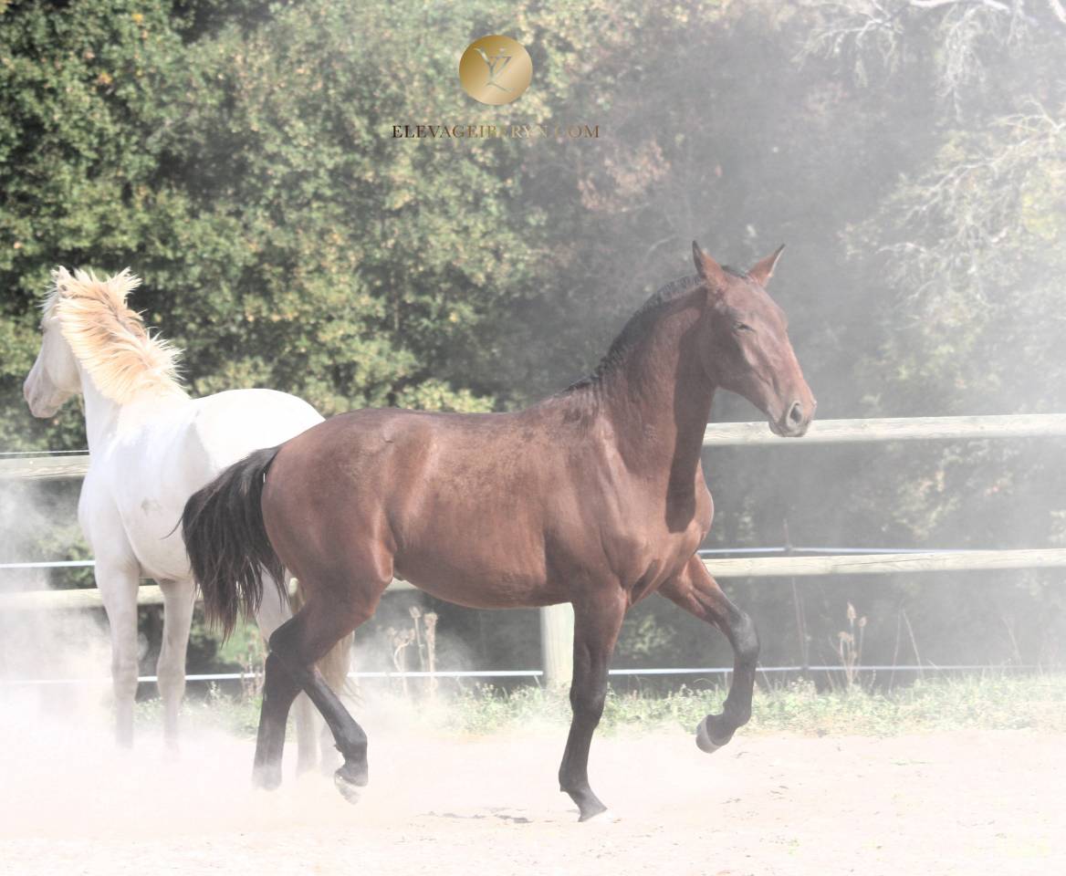 Intero Lusitano In vendita 2024 Baio scuro ,  XEQUE MATE RT