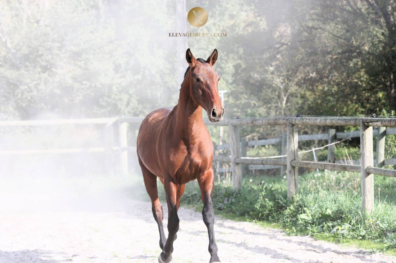 Intero Lusitano In vendita 2024 Baio scuro ,  XEQUE MATE RT