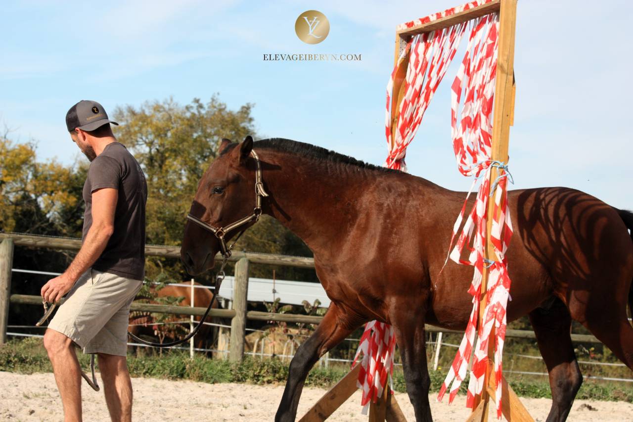 Intero Lusitano In vendita 2024 Baio scuro ,  XEQUE MATE RT