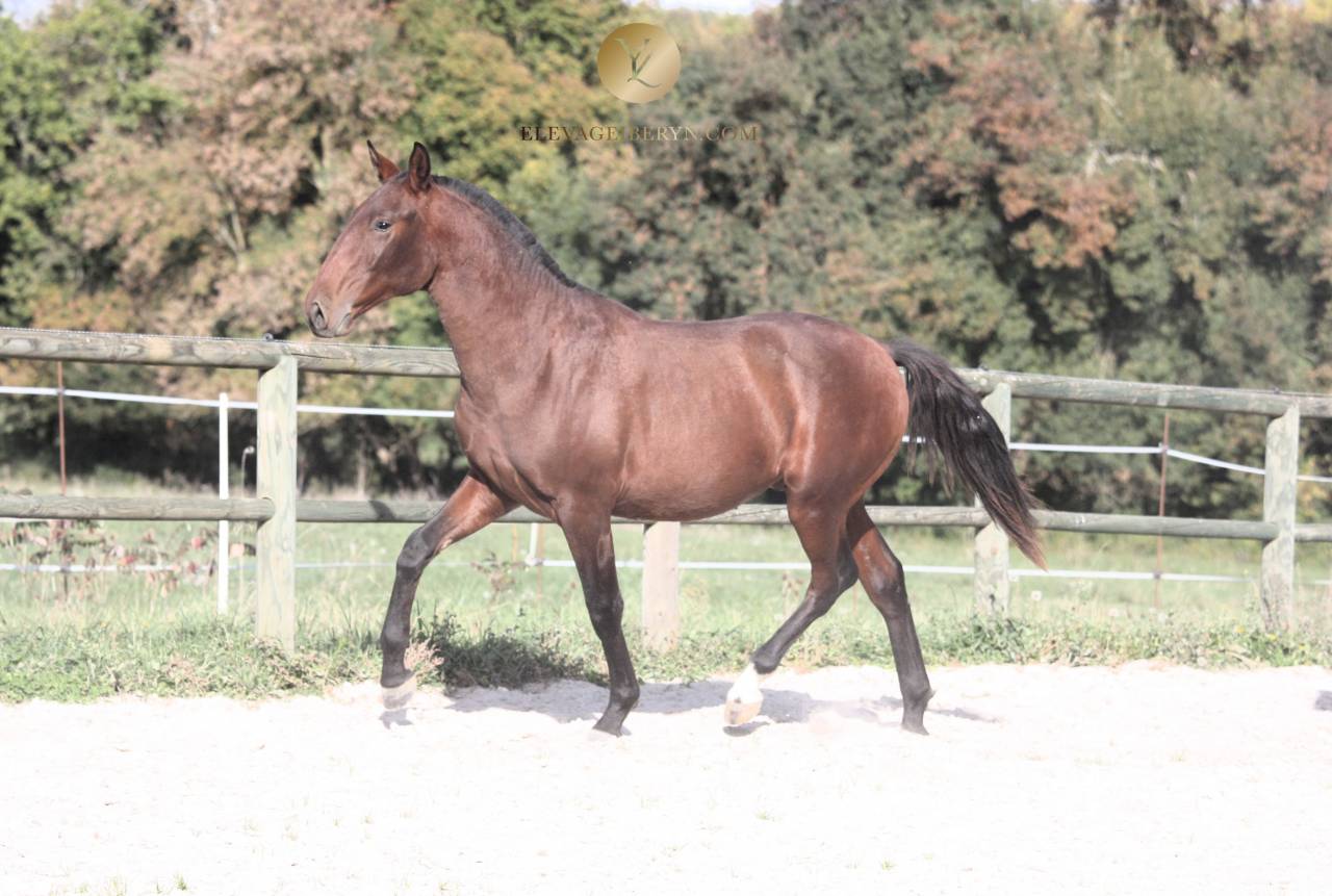 Intero Lusitano In vendita 2024 Baio scuro ,  XEQUE MATE RT