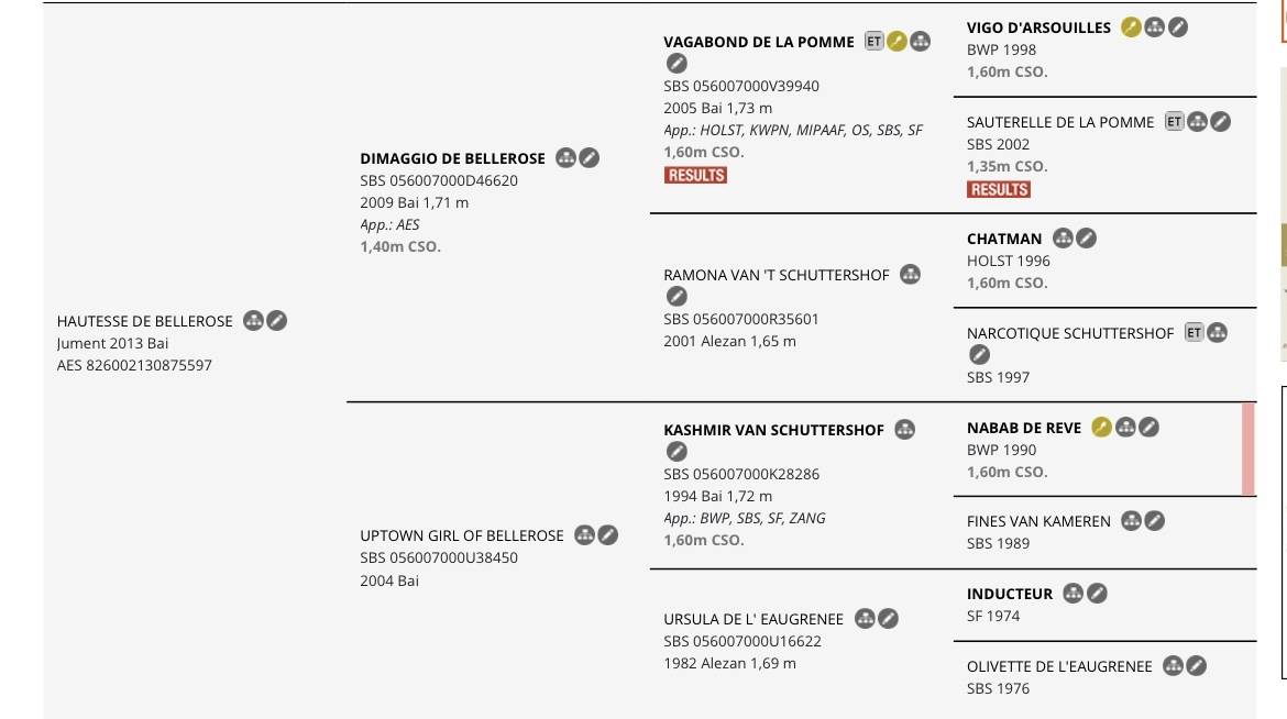 Cavalla AES Anglo European Studbook In vendita 2013 Baio ,  Dimaggio de Bellerose