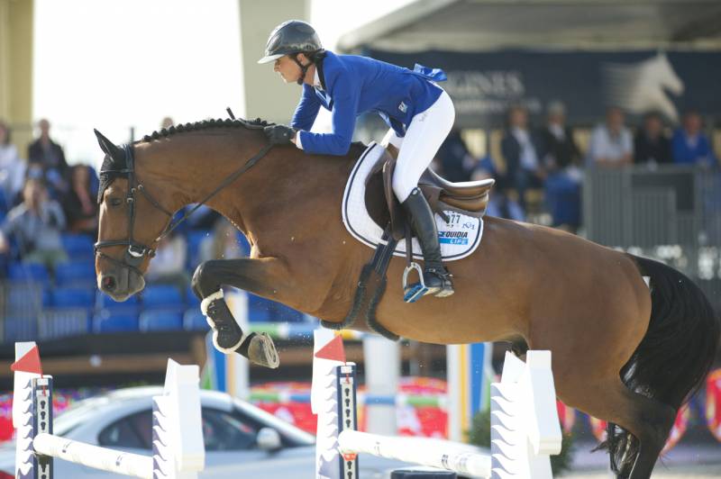 Cavalla AES Anglo European Studbook In vendita 2013 Baio ,  Dimaggio de Bellerose