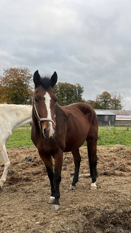 Cavalla AES Anglo European Studbook In vendita 2013 Baio ,  Dimaggio de Bellerose