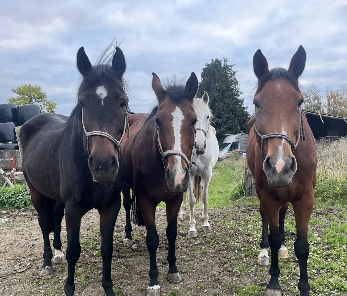 Cavalla AES Anglo European Studbook In vendita 2013 Baio ,  Dimaggio de Bellerose