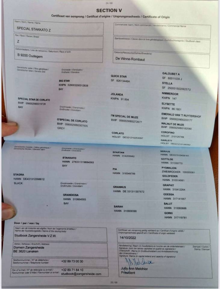 Stallone BWP Cavallo da Sangue Belgio In vendita 2022 Baio