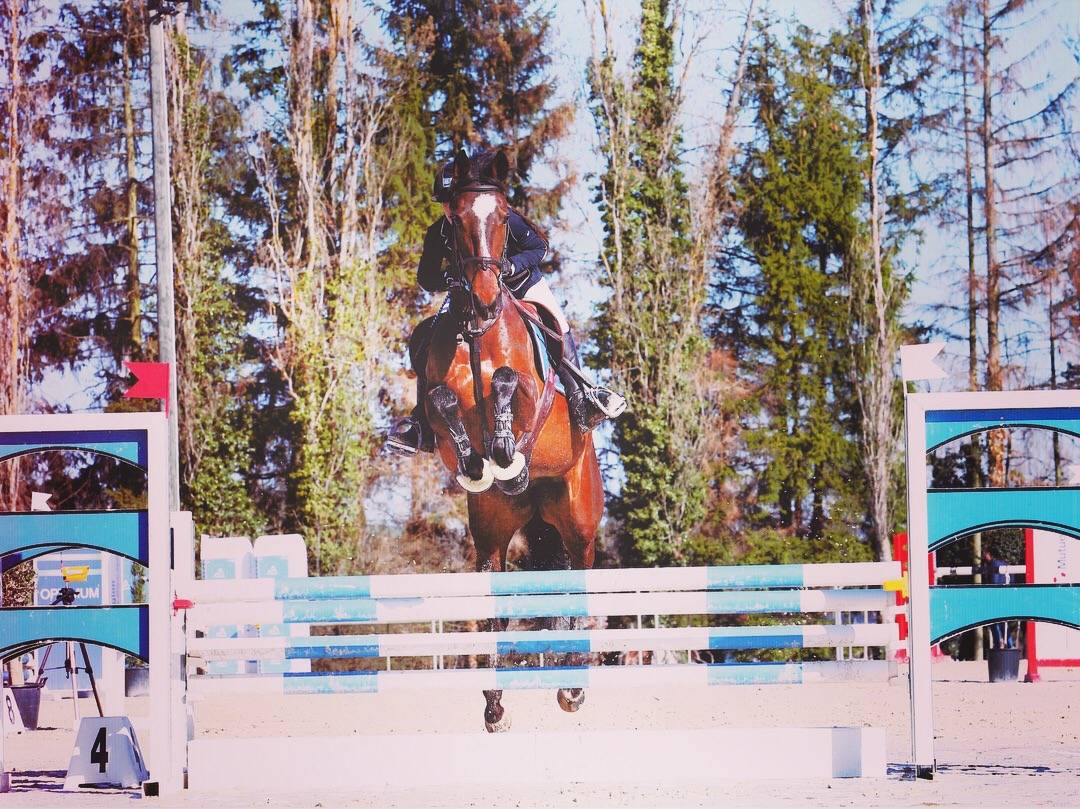 Cavalla Sella Francese Noleggio 2013 Baio