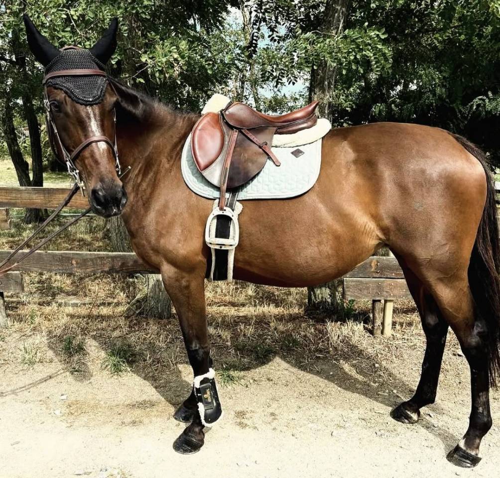 Cavalla Sella Francese Noleggio 2013 Baio