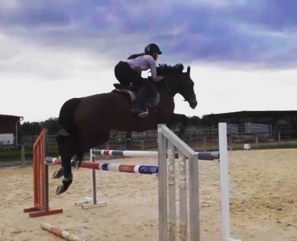 Cavalla Sella Francese Noleggio 2013 Baio