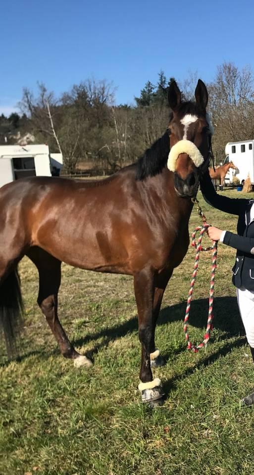 Cavalla Sella Francese Noleggio 2013 Baio