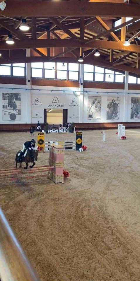 Baio - Pony in vendita 