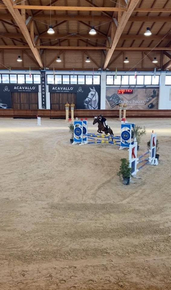 Baio - Pony in vendita 