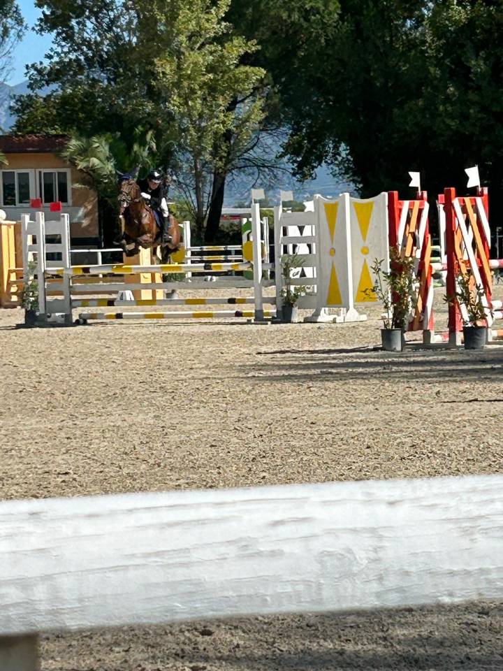 Baio - Pony in vendita 