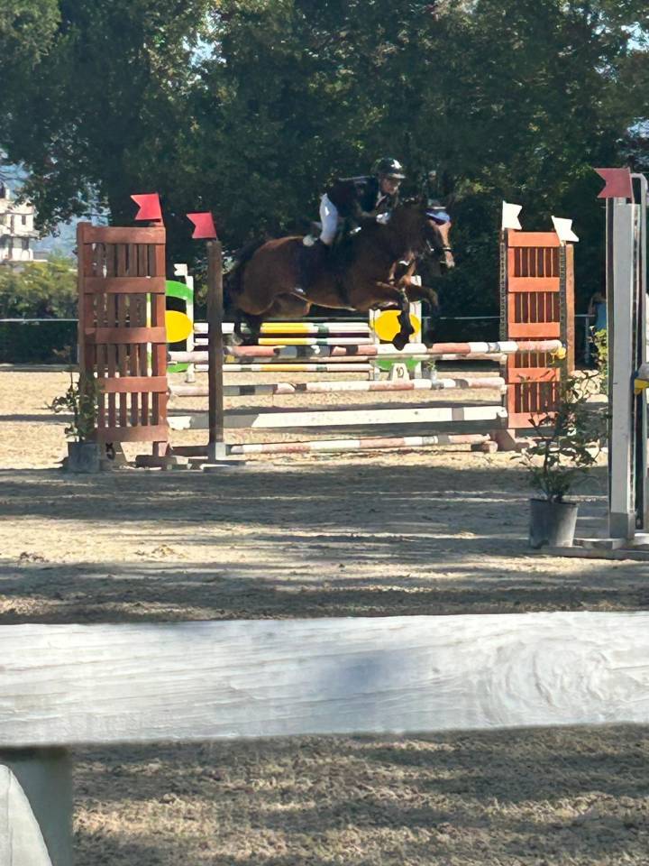 Baio - Pony in vendita 