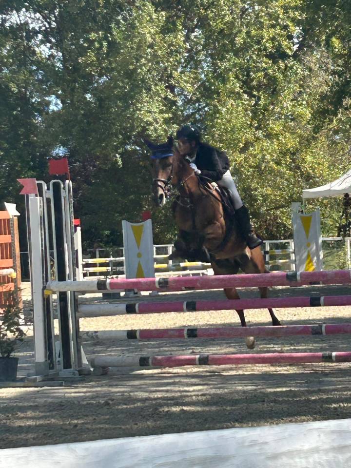 Baio - Pony in vendita 