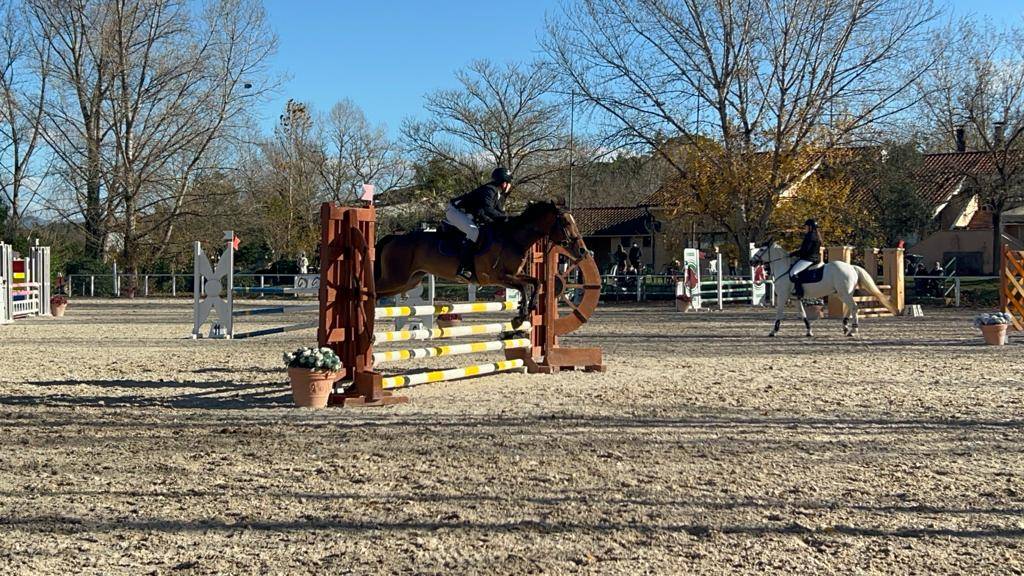 Baio - Pony in vendita 