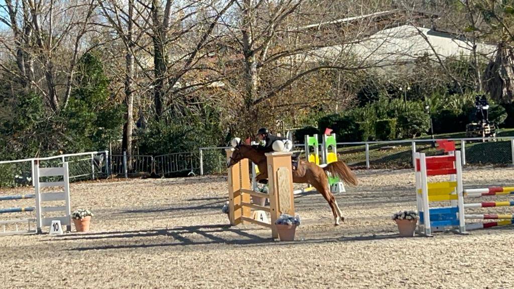 Buena - Pony in vendita 