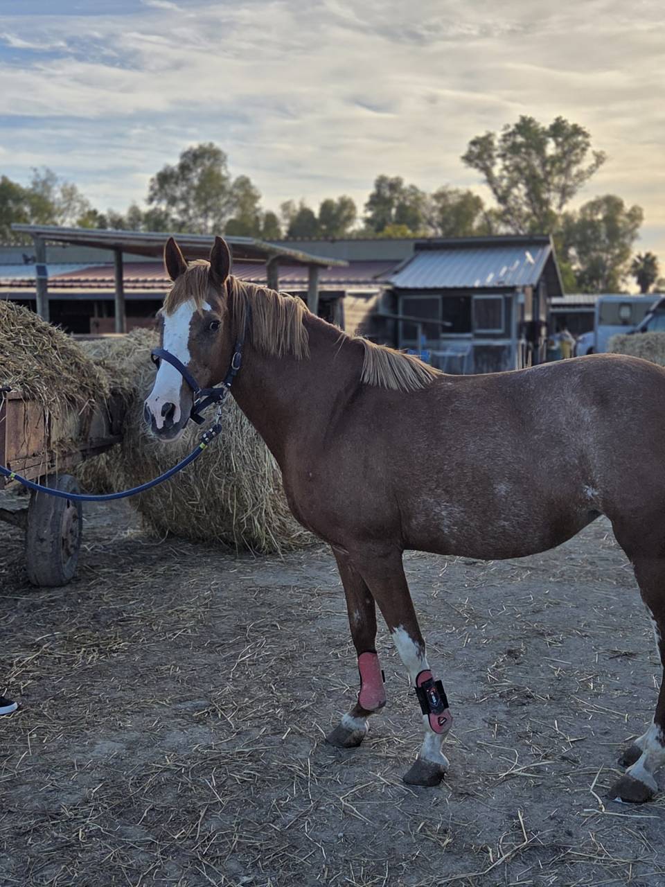 Buena - Pony in vendita 