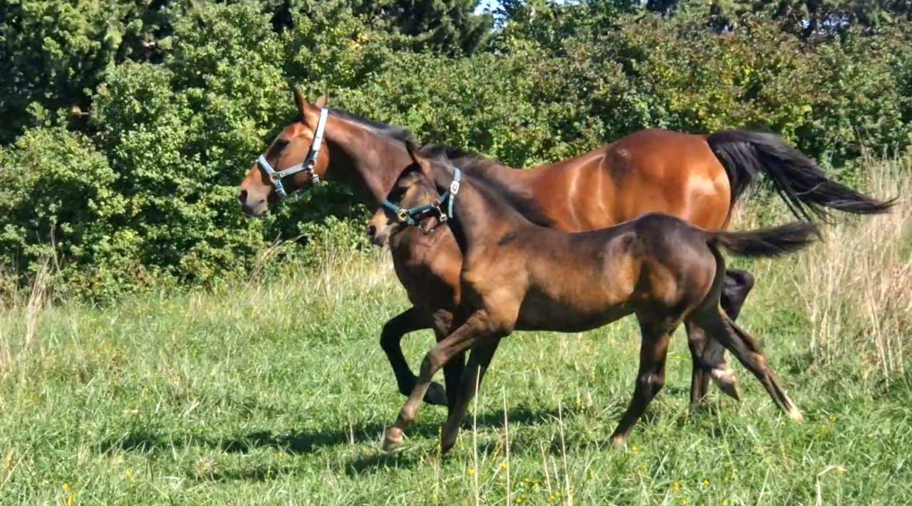 Puledra Sella Francese In vendita 2025 Baio scuro ,  Black Jack DK Z