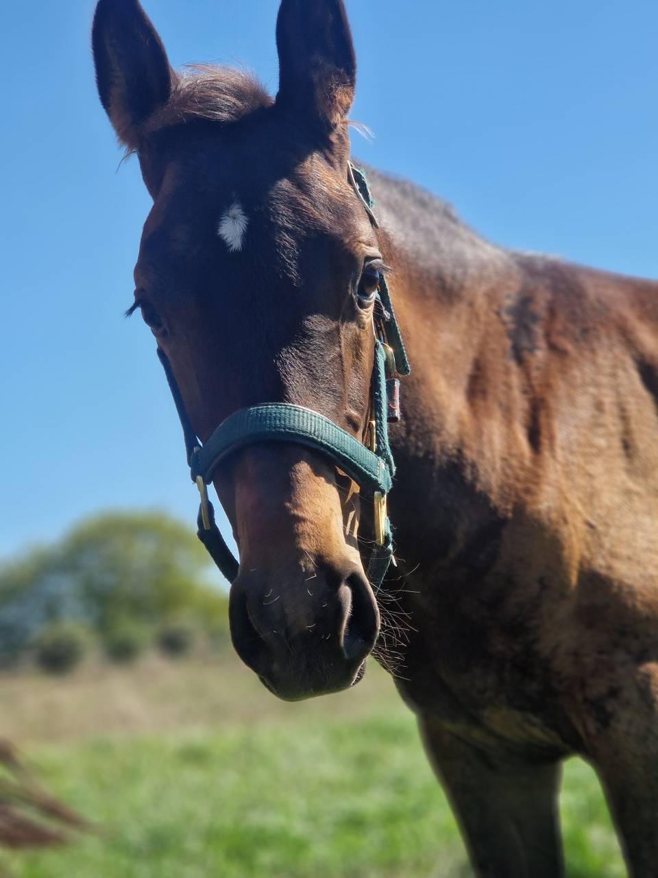 Puledra Sella Francese In vendita 2025 Baio scuro ,  Black Jack DK Z