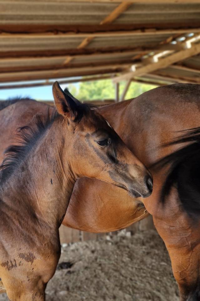 Puledra Sella Francese In vendita 2025 Baio scuro ,  Black Jack DK Z