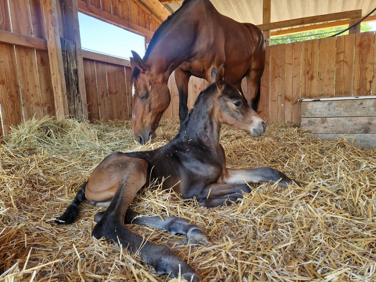 Puledra Sella Francese In vendita 2025 Baio scuro ,  Black Jack DK Z