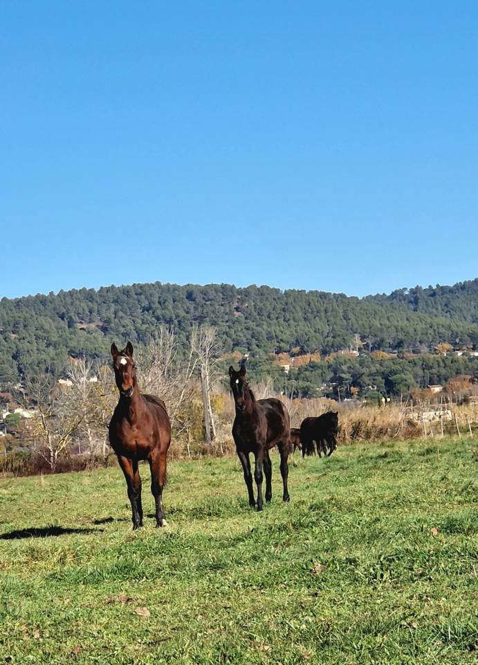 Puledra Sella Francese In vendita 2025 Baio scuro ,  Black Jack DK Z