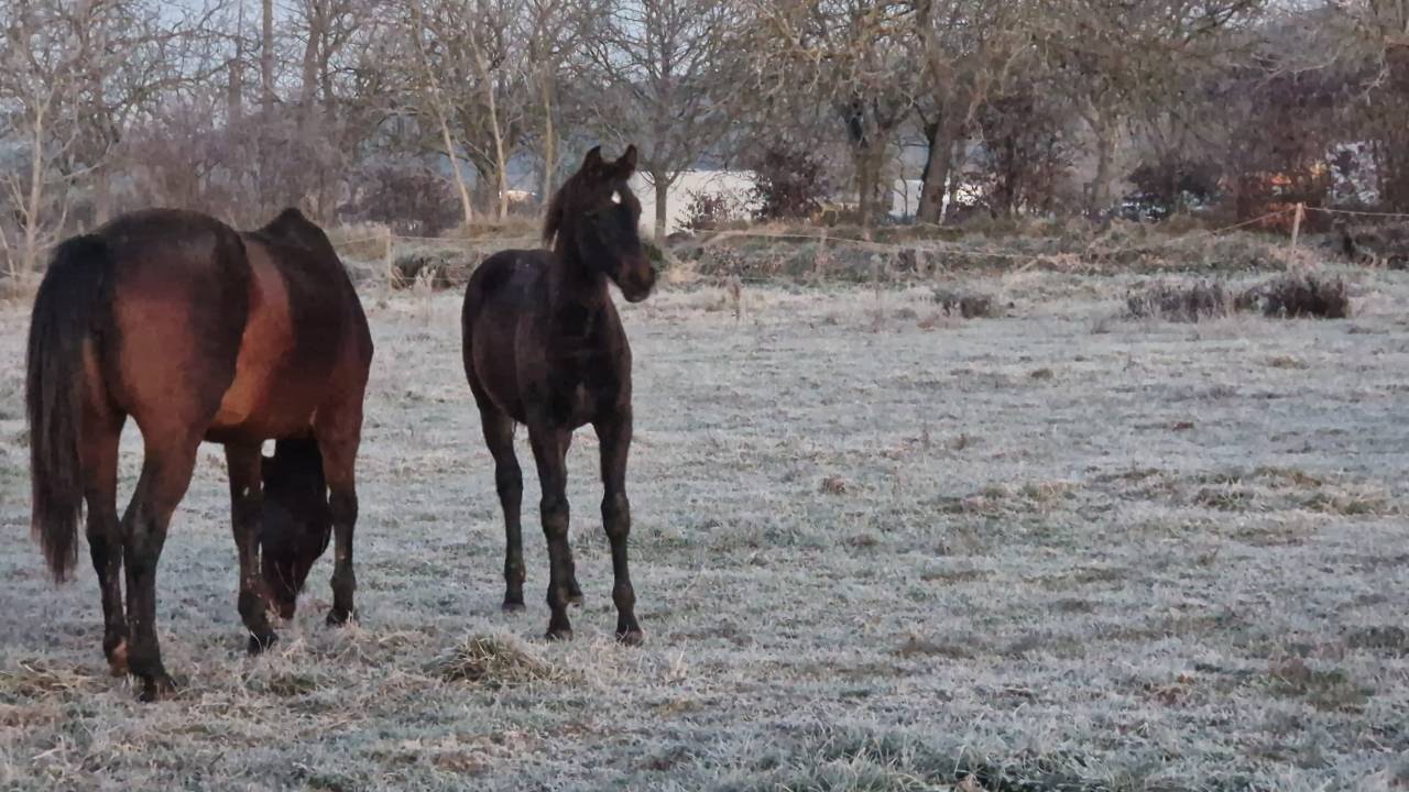 Puledra Sella Francese In vendita 2025 Baio scuro ,  Black Jack DK Z