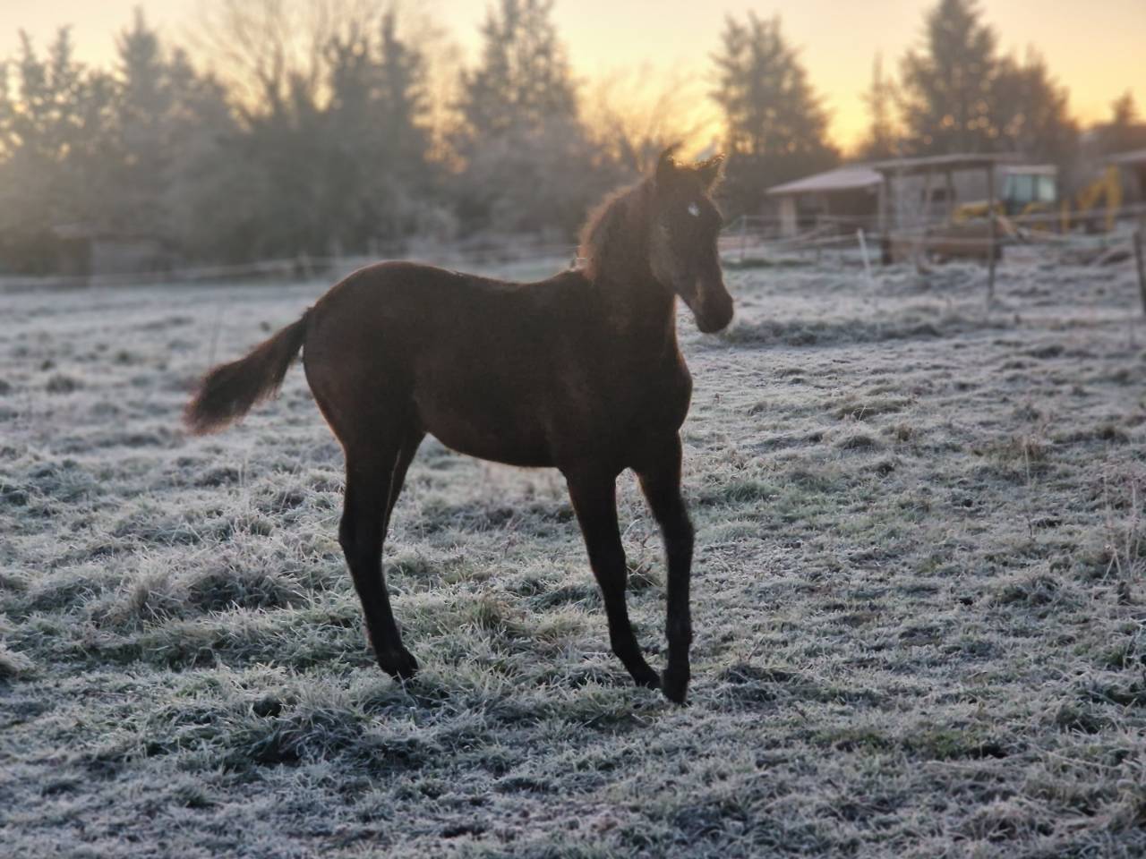 Puledra Sella Francese In vendita 2025 Baio scuro ,  Black Jack DK Z