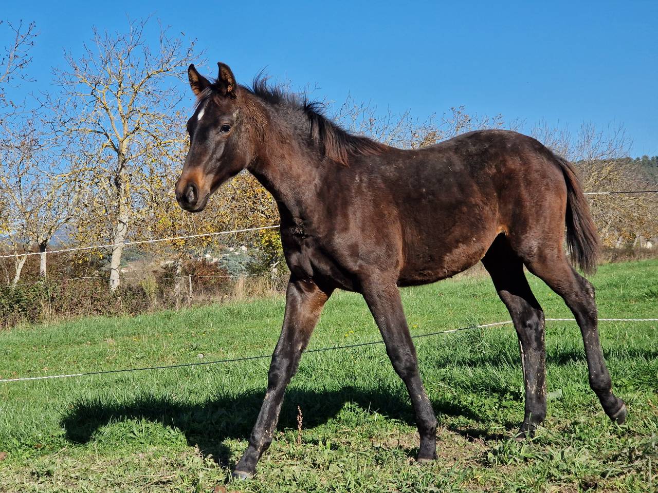 Puledra Sella Francese In vendita 2025 Baio scuro ,  Black Jack DK Z