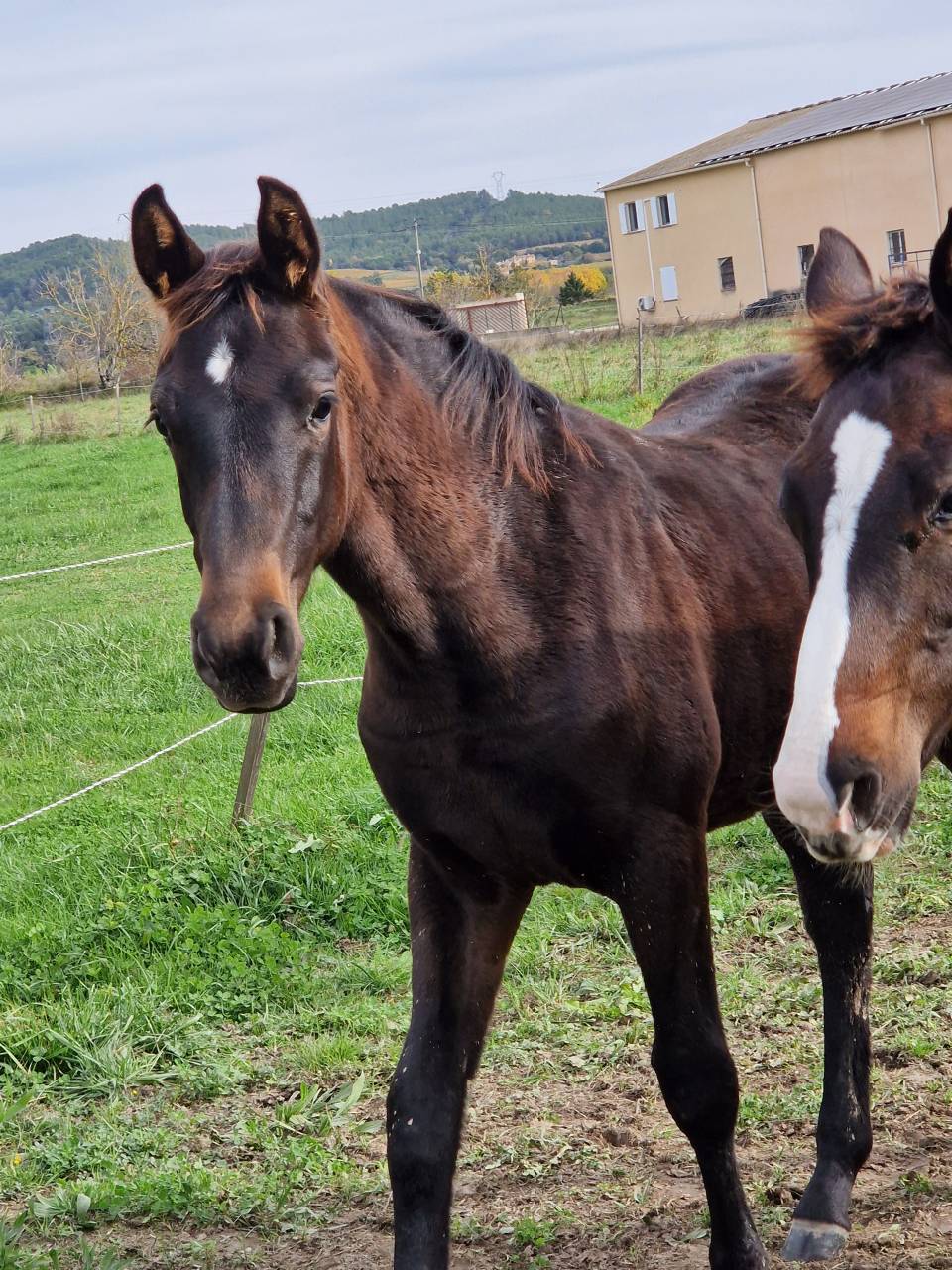 Puledra Sella Francese In vendita 2025 Baio scuro ,  Black Jack DK Z