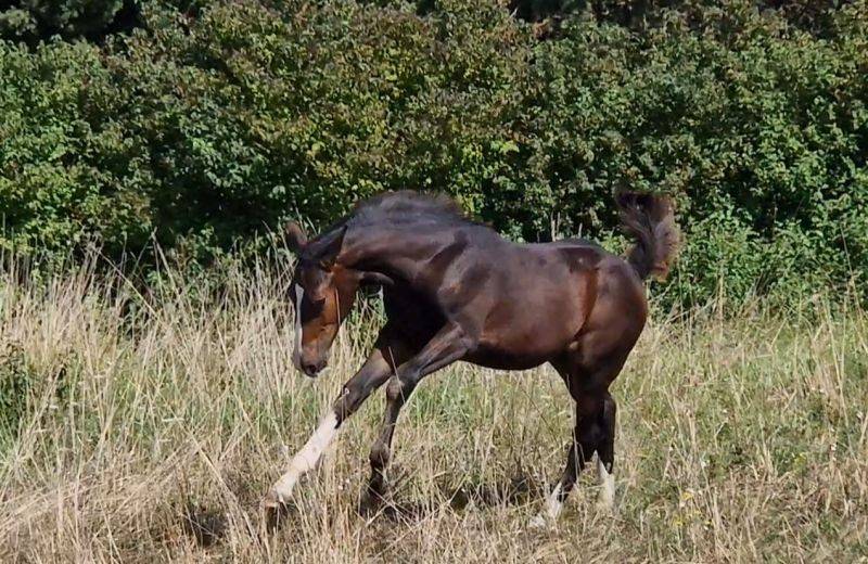 Puledra Sella Francese In vendita 2025 Baio scuro ,  Consul dl vie Z