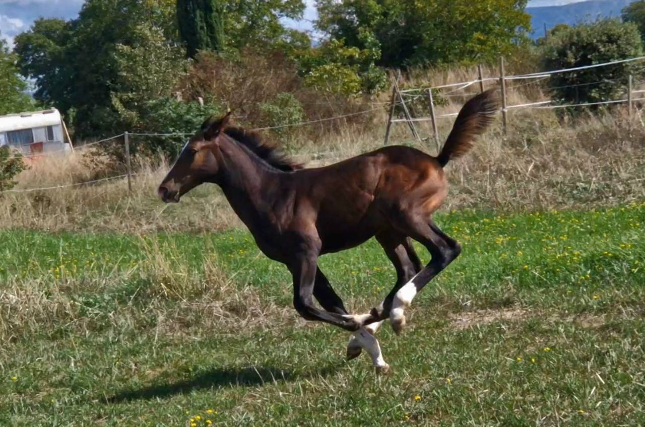 Puledra Sella Francese In vendita 2025 Baio scuro ,  Consul dl vie Z