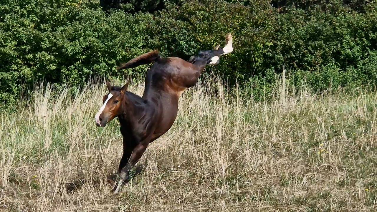 Puledra Sella Francese In vendita 2025 Baio scuro ,  Consul dl vie Z