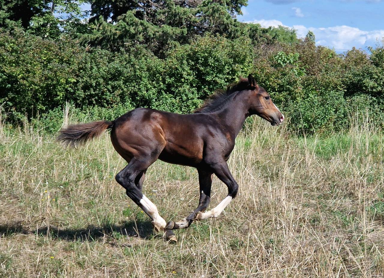 Puledra Sella Francese In vendita 2025 Baio scuro ,  Consul dl vie Z
