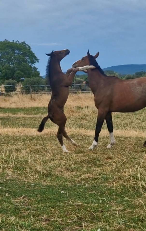 Puledra Sella Francese In vendita 2025 Baio scuro ,  Consul dl vie Z