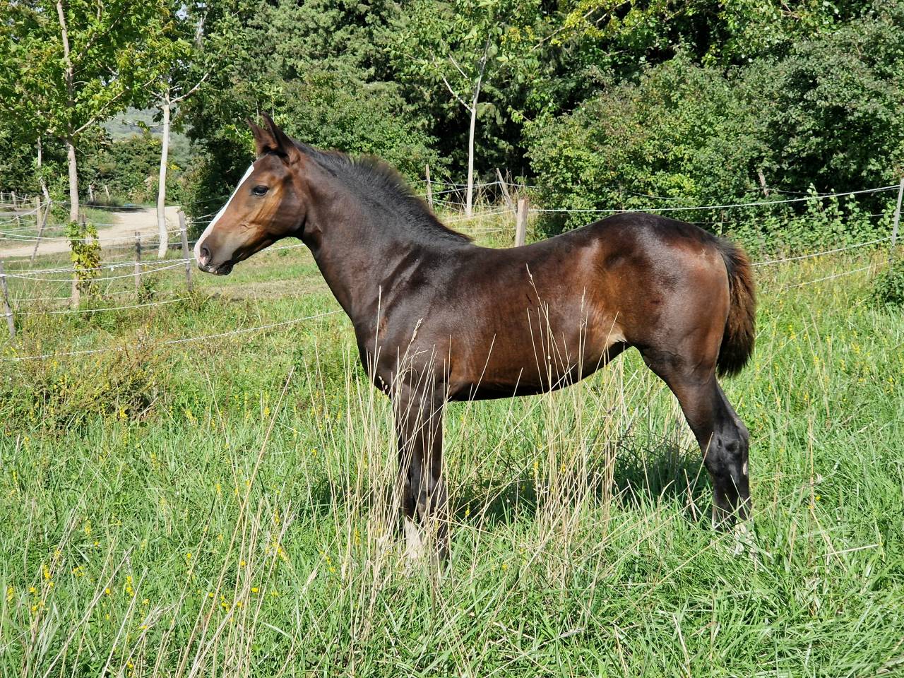 Puledra Sella Francese In vendita 2025 Baio scuro ,  Consul dl vie Z