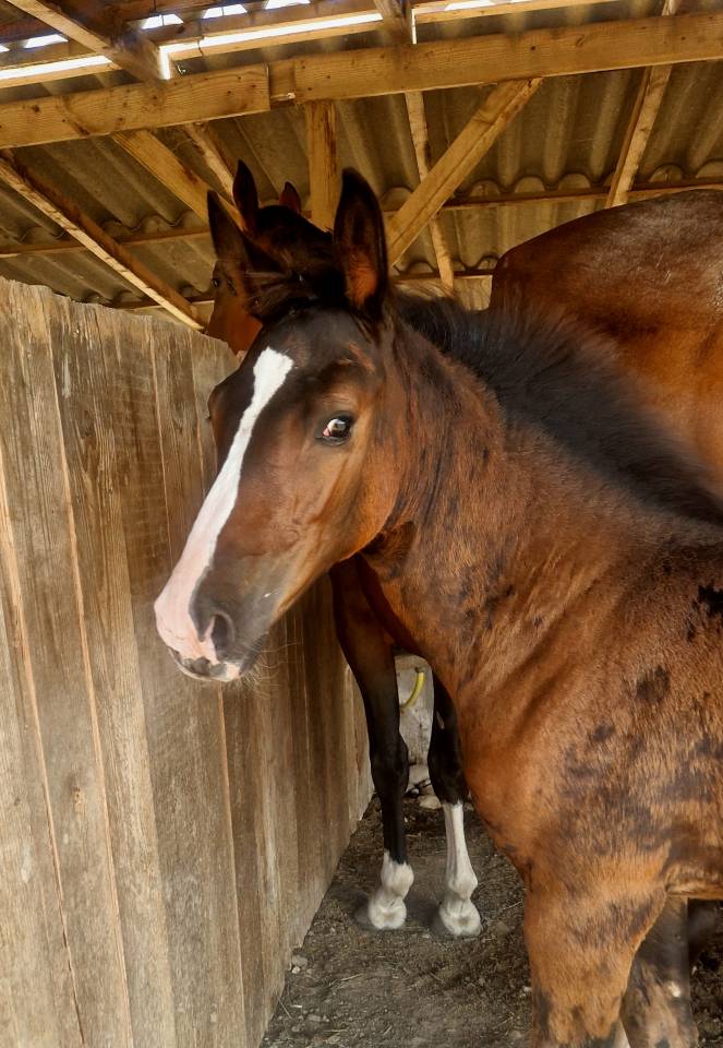 Puledra Sella Francese In vendita 2025 Baio scuro ,  Consul dl vie Z
