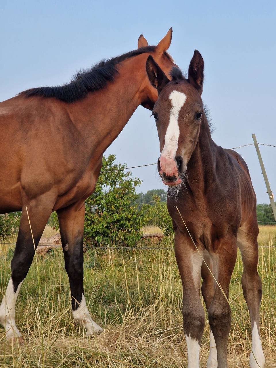 Puledra Sella Francese In vendita 2025 Baio scuro ,  Consul dl vie Z